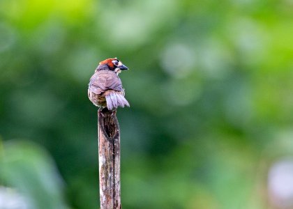 Cabanis's ground sparrow photo