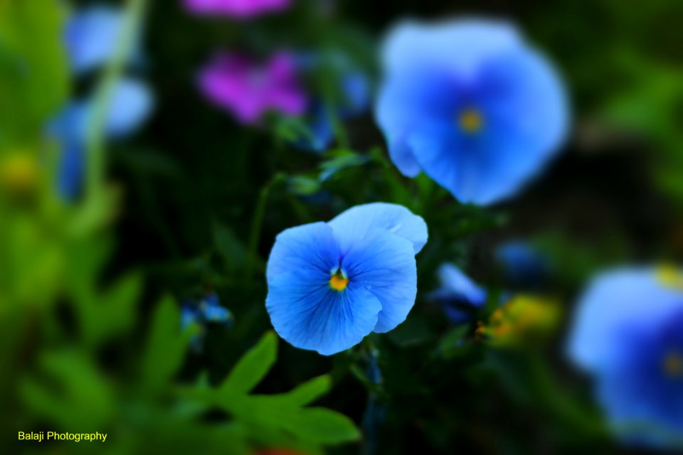 Flowers