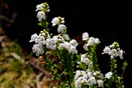 Euphrasia collina subsp. paludosa 081125-7351