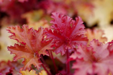 Heuchera Zipper