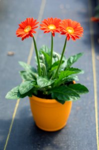 Gerbera Sweet Glow