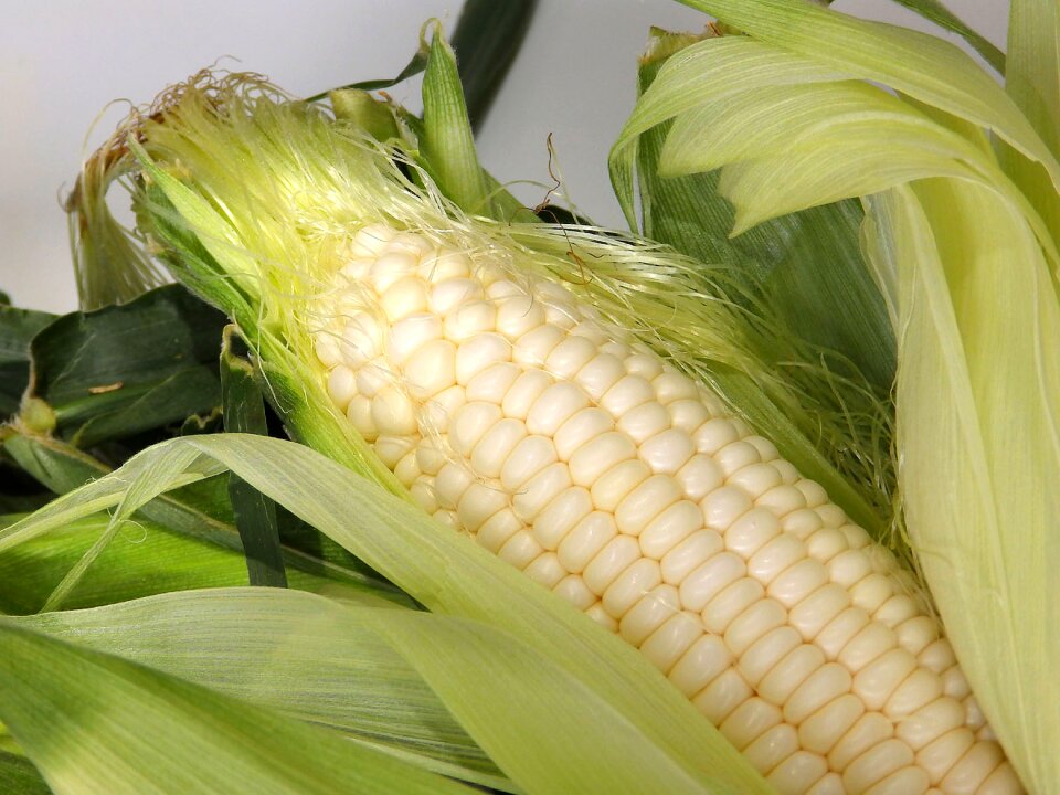 Corn cone food
