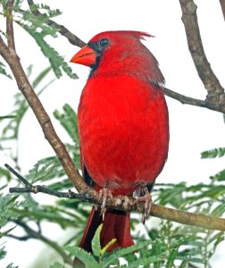 916 - NORTHERN CARDINAL (11-14-2016) national butterfly center, missin, hidalgo co, tx (3)