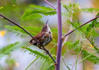 carolina wren