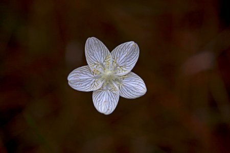 grass of parnassus