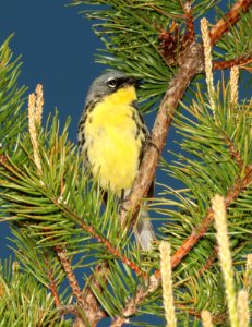 821 - KIRTLAND'S WARBLER (6-2-2018) crawford co, mi -09