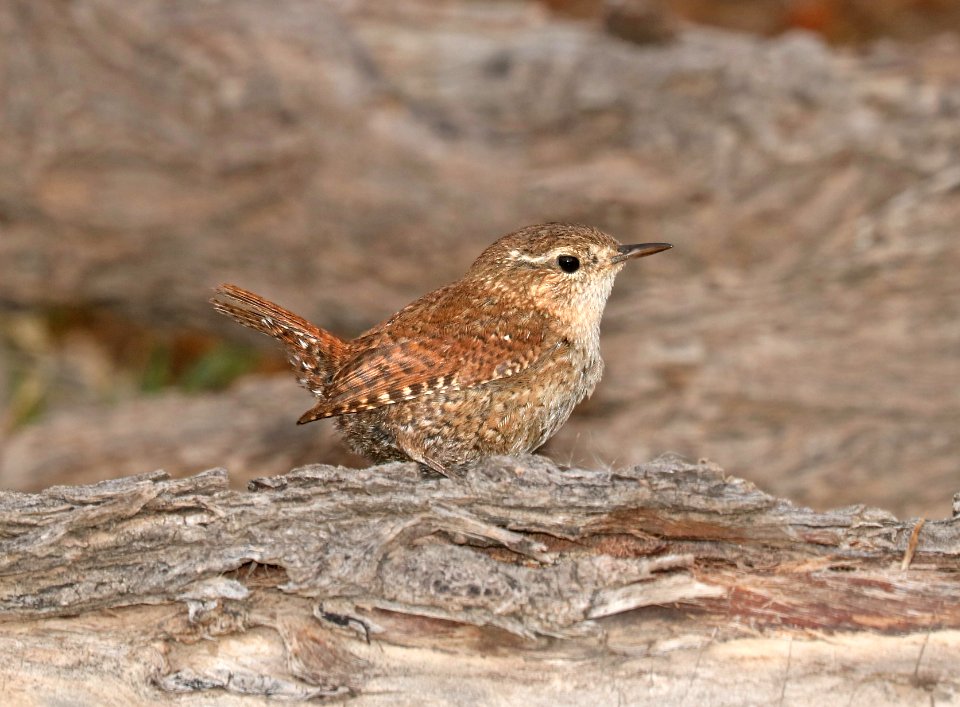 694 - WINTER WREN (2-5-2017) patagonia lake, santa cruz co, az -01