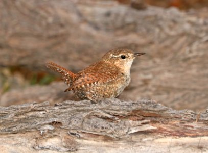694 - WINTER WREN (2-5-2017) patagonia lake, santa cruz co, az -01