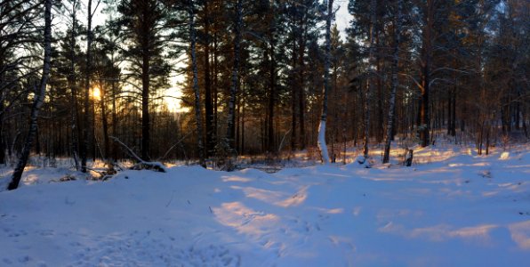 Сосны в лучах