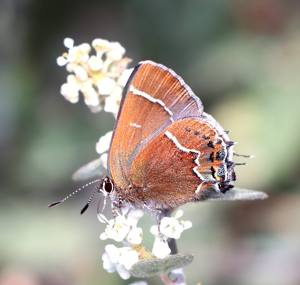 HAIRSTREAK, THICKET (Callophrys spinetorum) (6-8-2020) incinerator ridge trail, catalina mts, pima co, az -04
