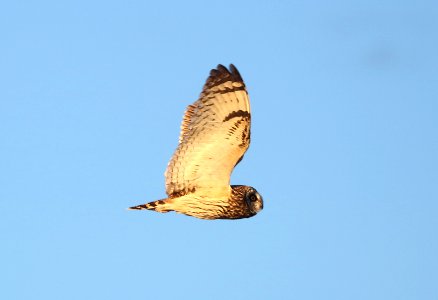 468 - SHORT-EARED OWL (2-17-2017) san rafael grasslands, santa cruz co, az -01