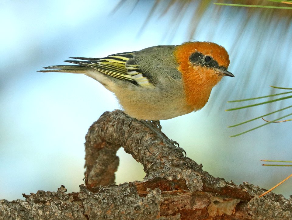 789 - OLIVE WARBLER (9-12-2019) reef townsite c g, huachuca mts, cochise co, az -06