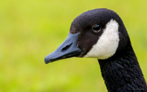 Canada goose