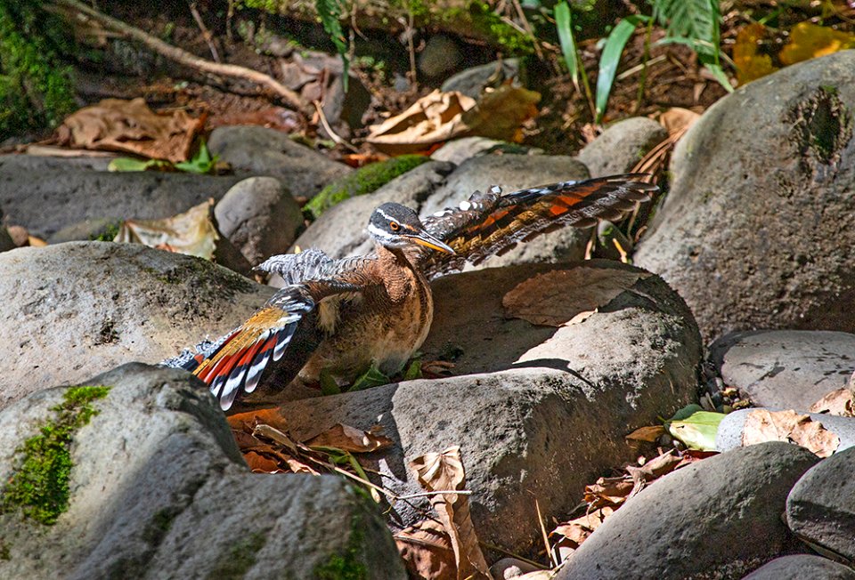 Sunbittern