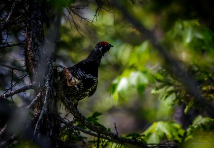 Spruce Grouse