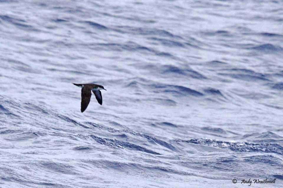 Audubon's Shearwater