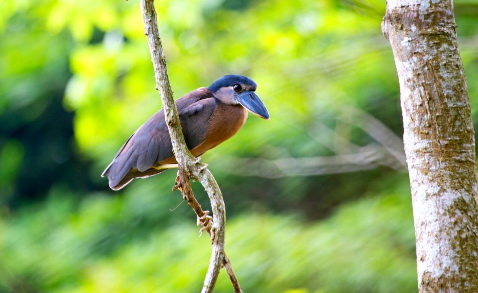 Boat-billed heron