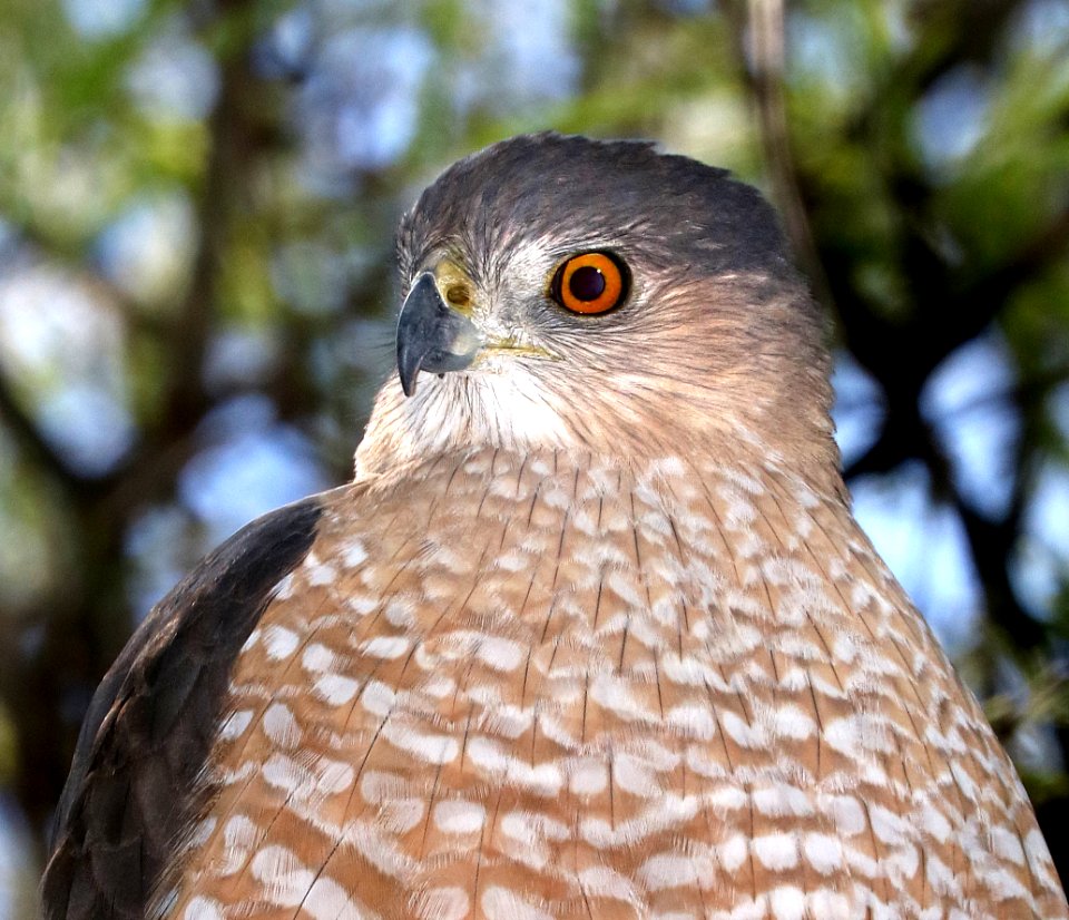 217 - COOPER'S HAWK (3-24-2017) patagonia lake, santa cruz co, az -19