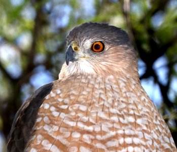 217 - COOPER'S HAWK (3-24-2017) patagonia lake, santa cruz co, az -19 photo