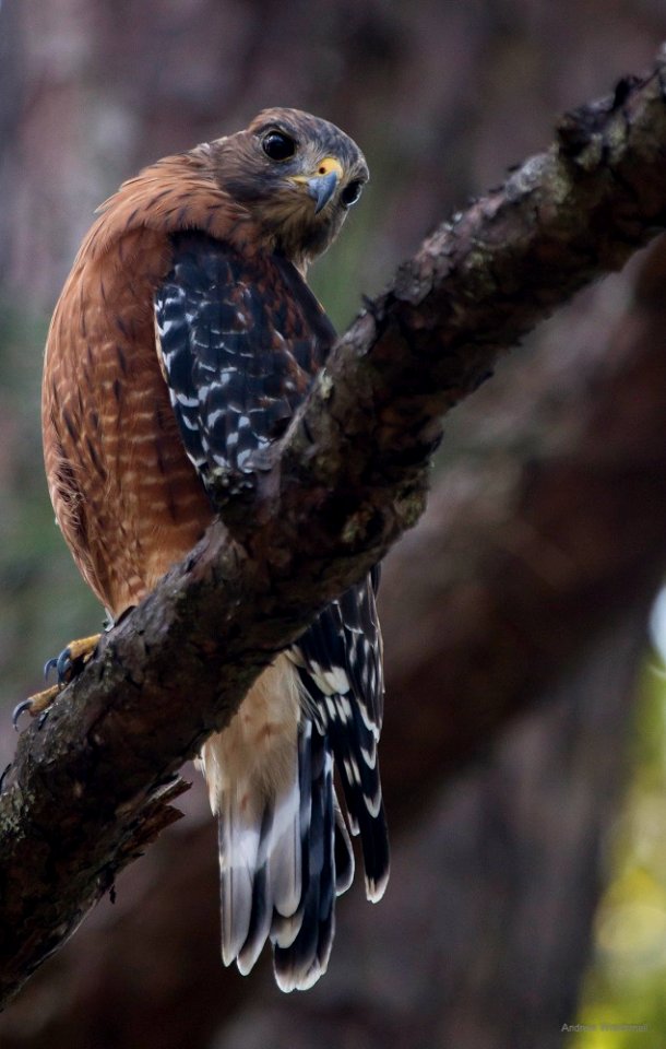 red-shouldered hawk