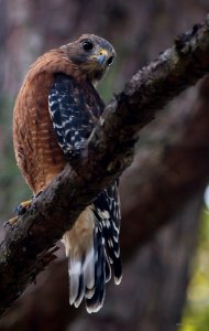 red-shouldered hawk photo