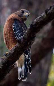 red-shouldered hawk