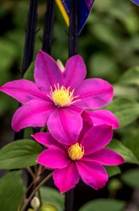 Clematis Assortment