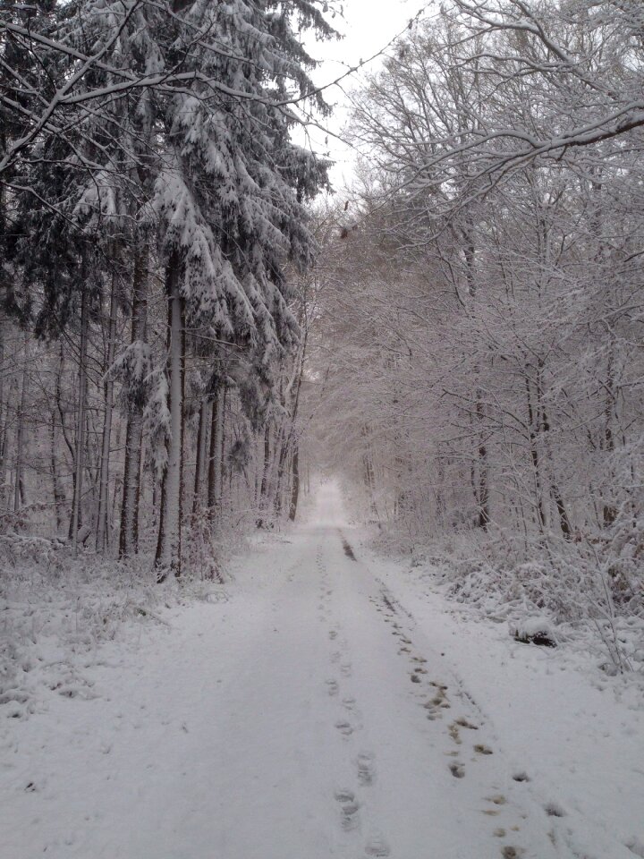 Away forest path trees