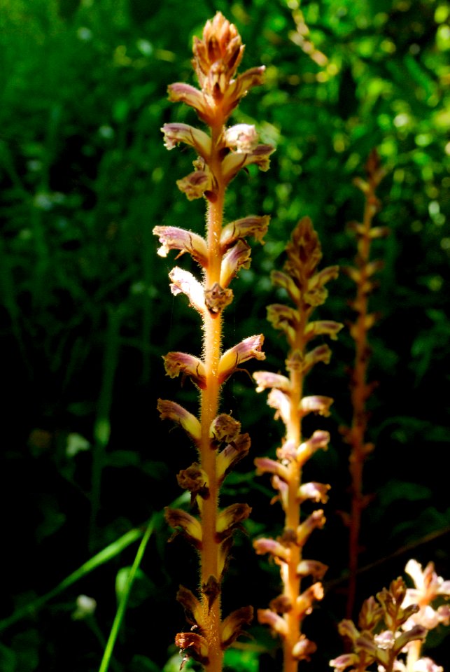 Orobanche minor 080926-2856