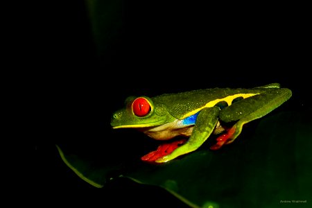 Red-eyed Tree Frog photo
