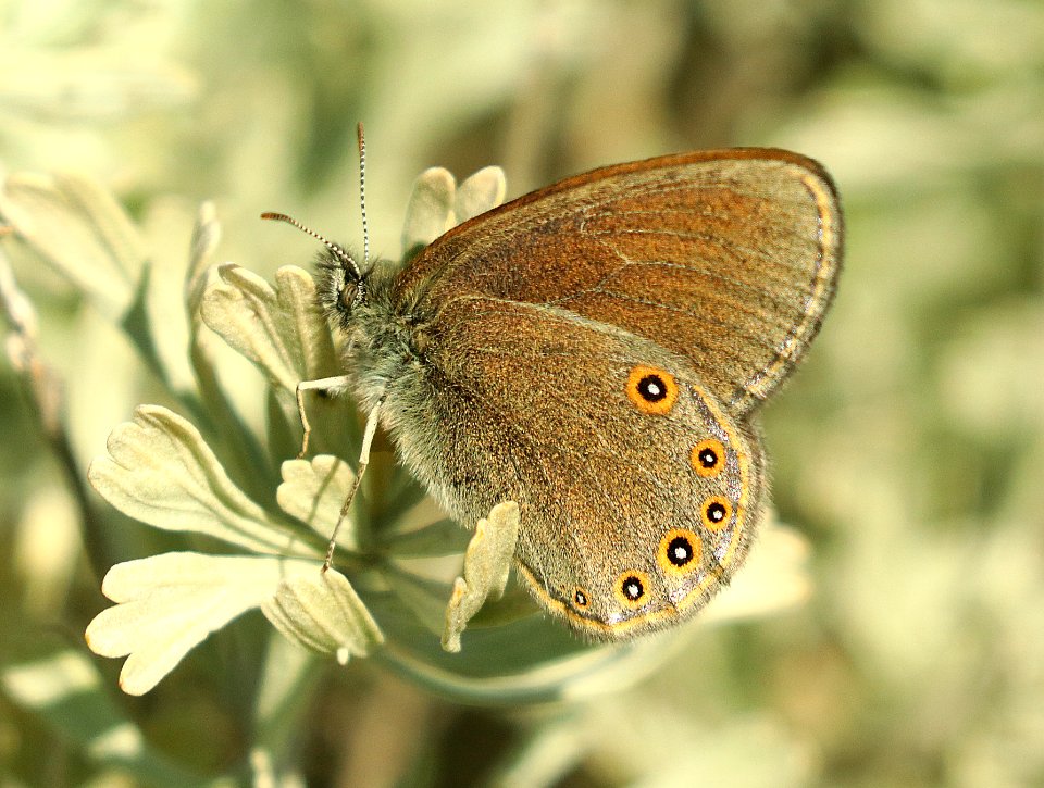 RINGLET, HAYDEN'S (Coenonympha haydenii) (7-15-2019) 8000 ft, dead indian pass, shoshone nat forest, park co, wy -04