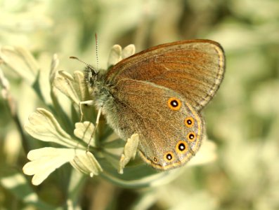 RINGLET, HAYDEN'S (Coenonympha haydenii) (7-15-2019) 8000 ft, dead indian pass, shoshone nat forest, park co, wy -04