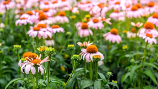 Echinacea Rosita