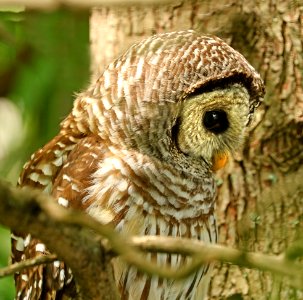 464 - BARRED OWL (6-19-2017) greensboro, guilford co, nc -03