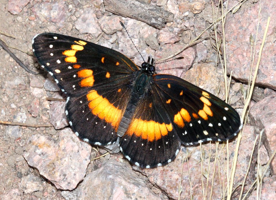PATCH, BORDERED (Chlosine lacinia) (8-21-2015) pena blanca cyn, santa cruz co, az -02