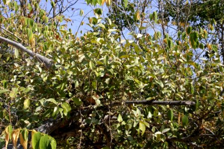 Scurrula parasitica 060111-4563