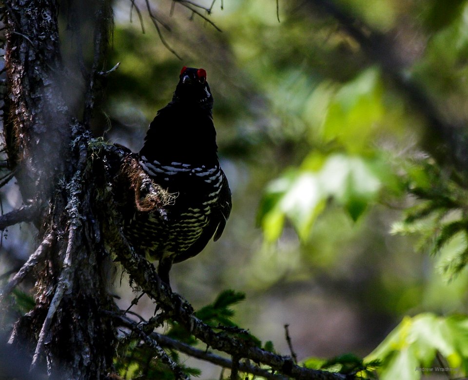 Spruce Grouse