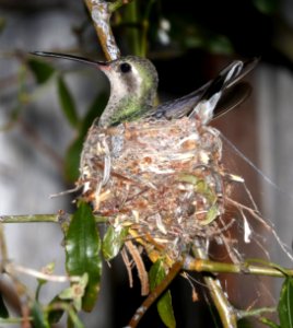 507 - BROAD-BILLED HUMMINGBIRD (5-23-2017) 78 circulo montana, patagonia lake ranch estates, scc, az