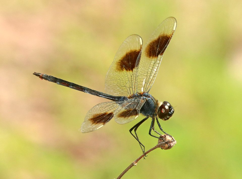 FOUR-SPOTTED PENNANT (Brachymesia gravida) (7-27-2018) pena blanca lake, santa cruz co, az -03
