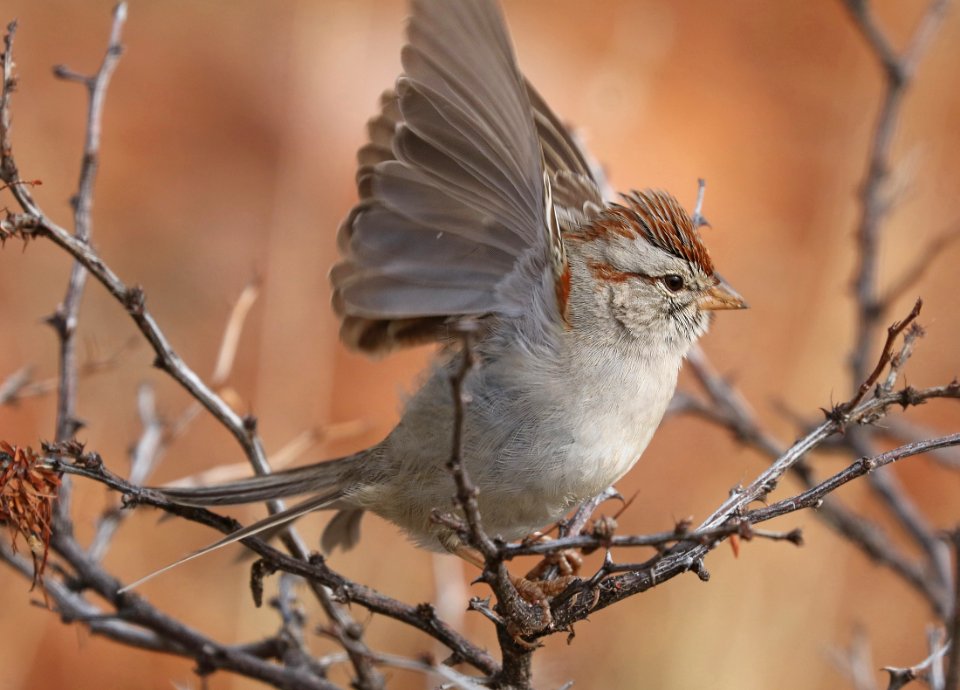 866 - RUFOUS-WINGED SPARROW (1-17-2017) lake patagonia ranch estates, santa cruz co, az -01