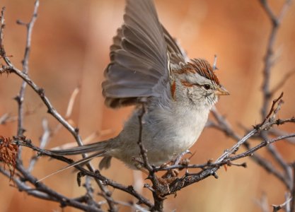 866 - RUFOUS-WINGED SPARROW (1-17-2017) lake patagonia ranch estates, santa cruz co, az -01