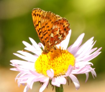 FRITILLARY, PURPLISH (Boloria chariclea) (7-31-2019) 11530 ft, slumgullion pass, uncompahgre nat forest, hinsdale co, co -03