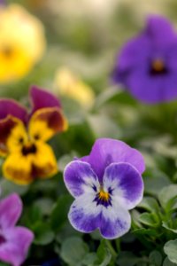 Viola Babyface Mixture