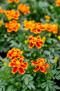 Marigold Durango Flame