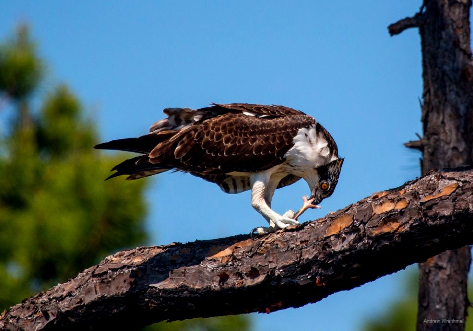 osprey