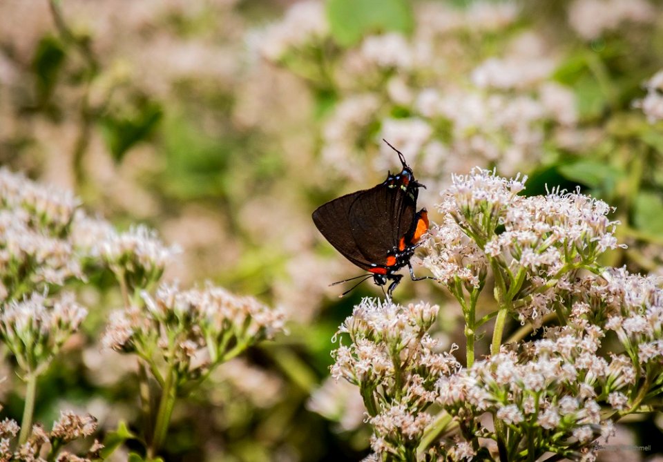 great purple hairstreak