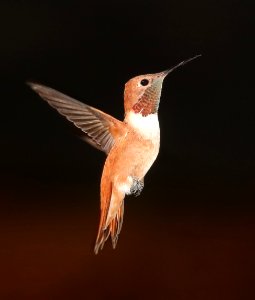 504 - RUFOUS HUMMINGBIRD (3-20-2017) 78 circulo montana, patagonia lake ranch estates, scc, az -02