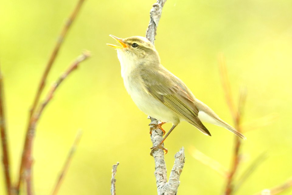714 - ARCTIC WARBLER (6-11-2019) mile 23, denali highway, ak -04