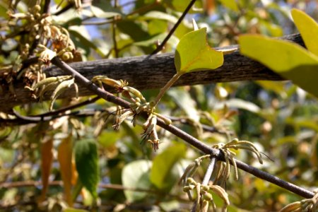 Scurrula parasitica 060111-4561
