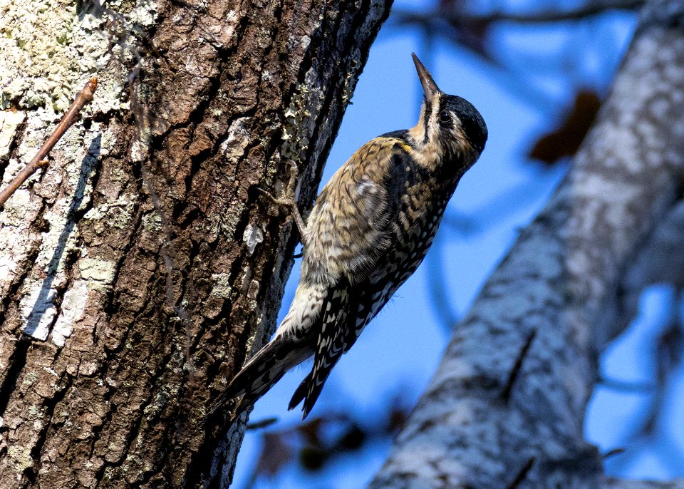 Yellow-bellied sapsucker